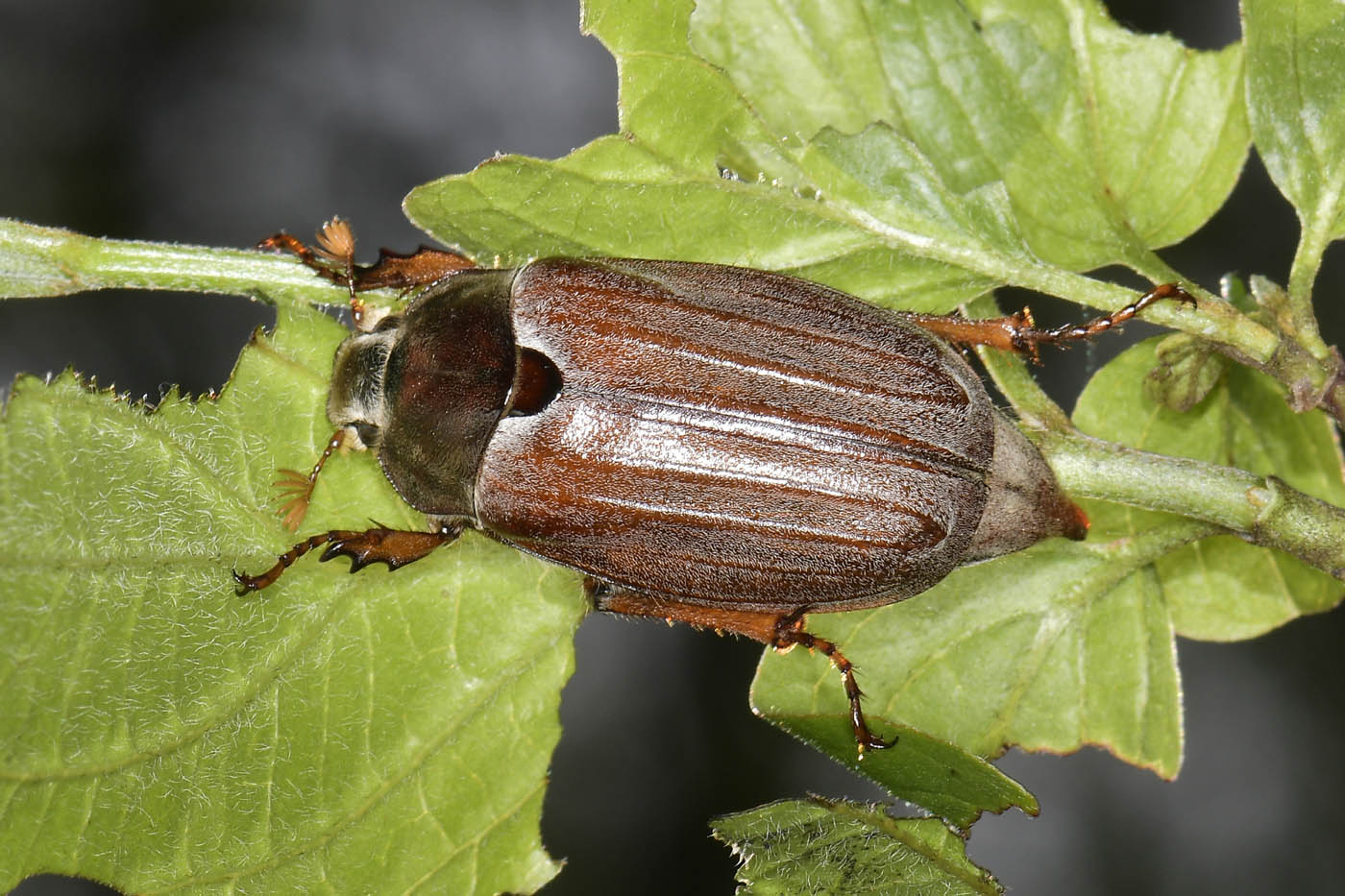 Melolonthidae: Melolontha melolontha, femmina.
